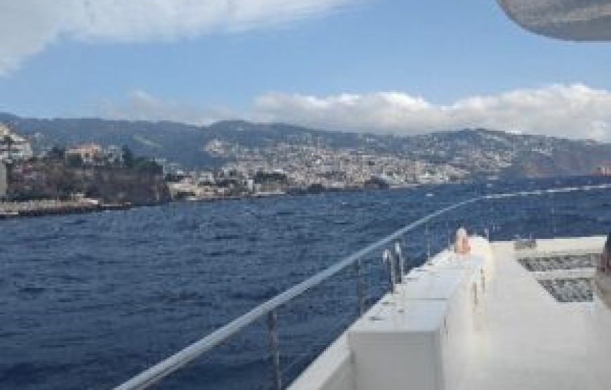 Observation des dauphins